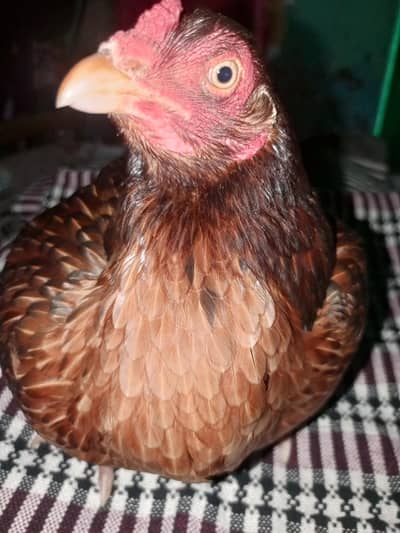 bacho wali murgi ha AP abi murgi la kr eggs pr betha sakty ha