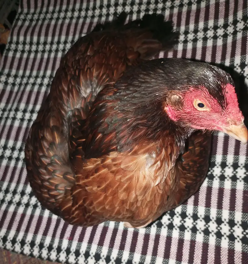 bacho wali murgi ha AP abi murgi la kr eggs pr betha sakty ha — photo 2