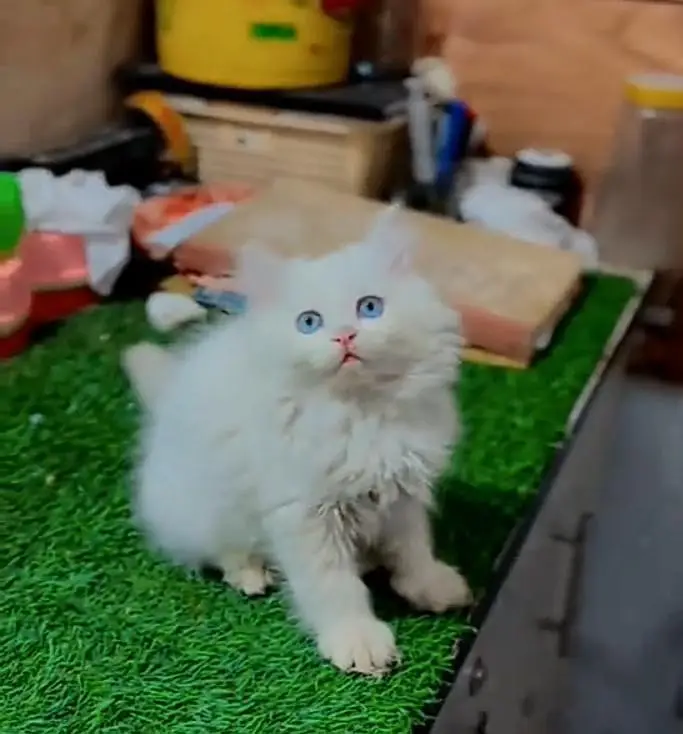 Persian kitten triple quote for sale my WhatsApp03483362563 — photo 3