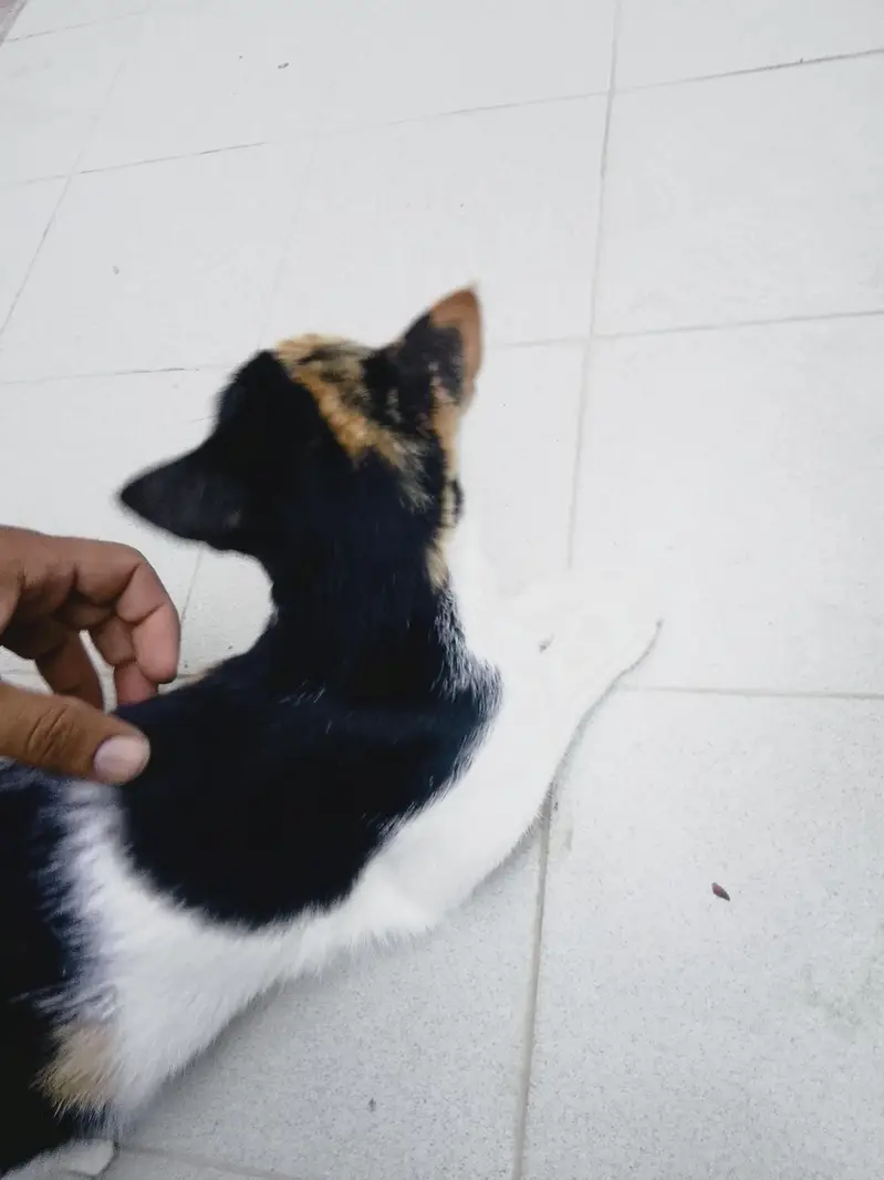 ghar ki pale hue h — photo 3