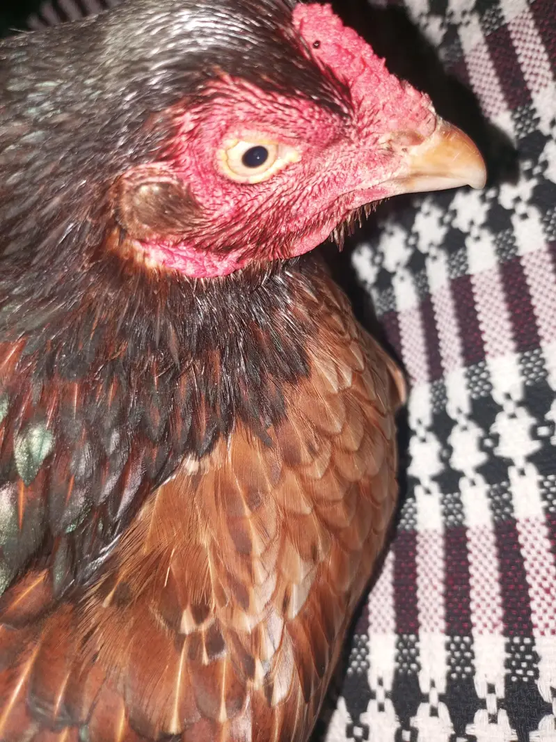 bacho wali murgi ha AP abi murgi la kr eggs pr betha sakty ha — photo 3