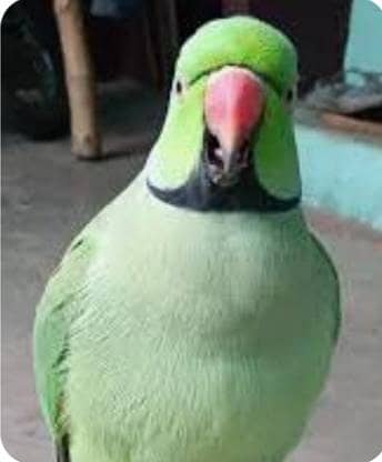 BEAUTIFUL PERROT RINGNECK