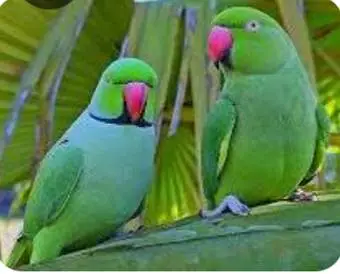 BEAUTIFUL PERROT RINGNECK — photo 2
