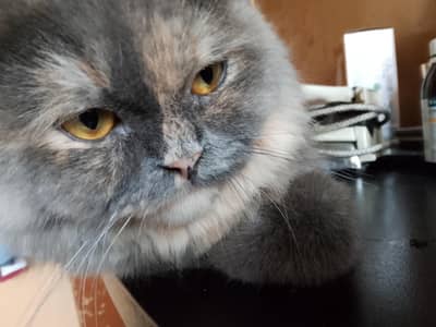 healthy grey kitten for sale