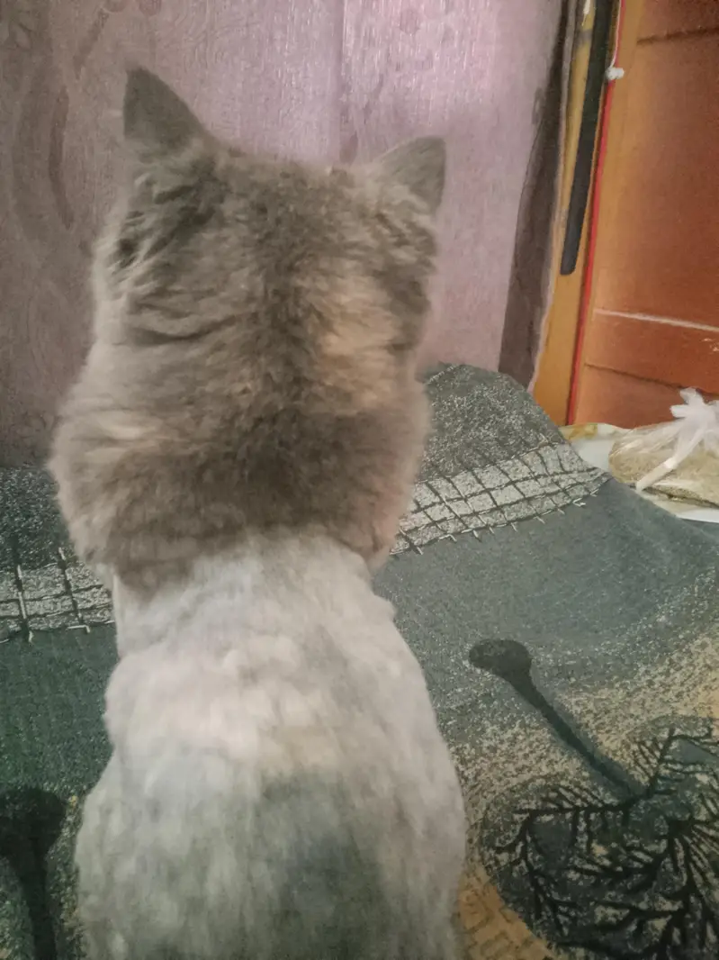 healthy grey kitten for sale — photo 2