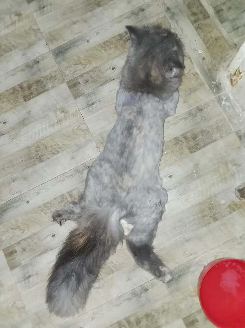 healthy grey kitten for sale — photo 3