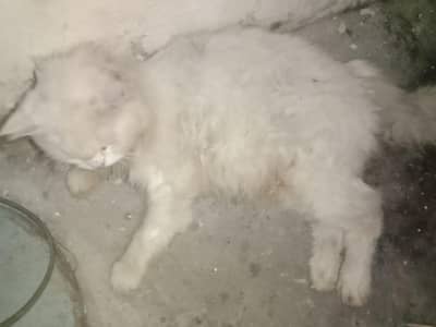 parshain  cat male