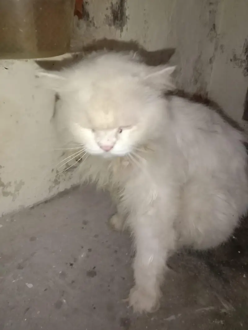 parshain  cat male — photo 2