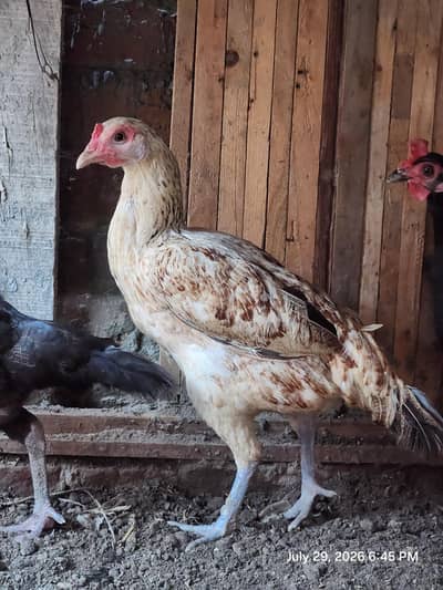 Aseel lakha murghi (mianwali + sindhi breed)