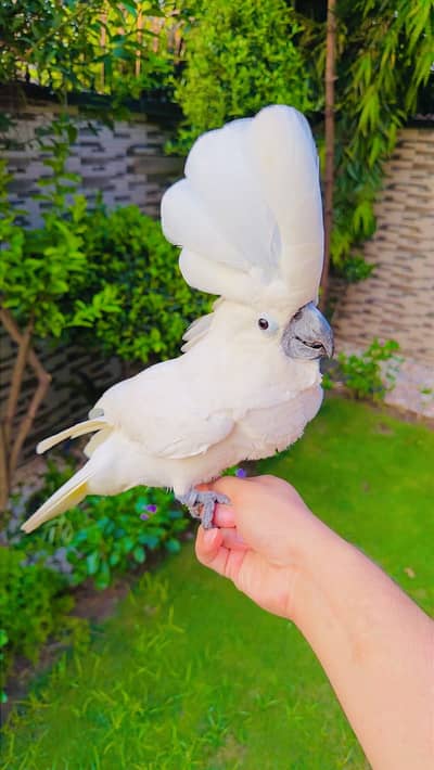umbrella Mullacan cockatoo molacan triton