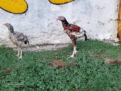 Aseel miawali chicks for sale