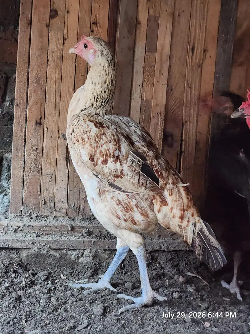 Aseel lakha murghi (mianwali + sindhi breed) — photo 2