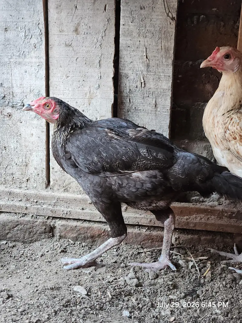 Aseel lakha murghi (mianwali + sindhi breed) — photo 3