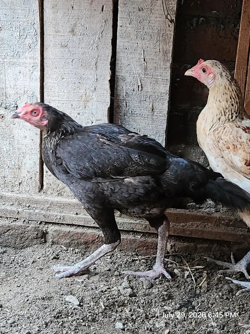 Aseel lakha murghi (mianwali + sindhi breed) — photo 4