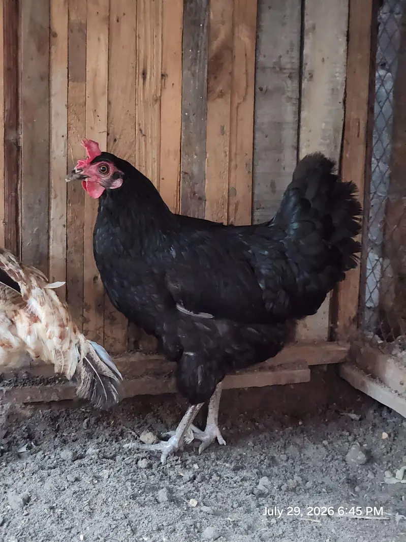 Aseel lakha murghi (mianwali + sindhi breed) — photo 5