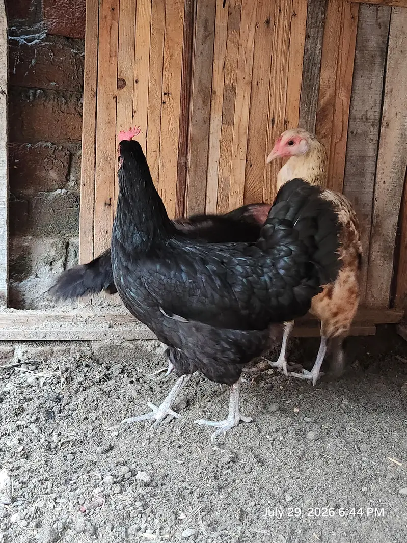 Aseel lakha murghi (mianwali + sindhi breed) — photo 6