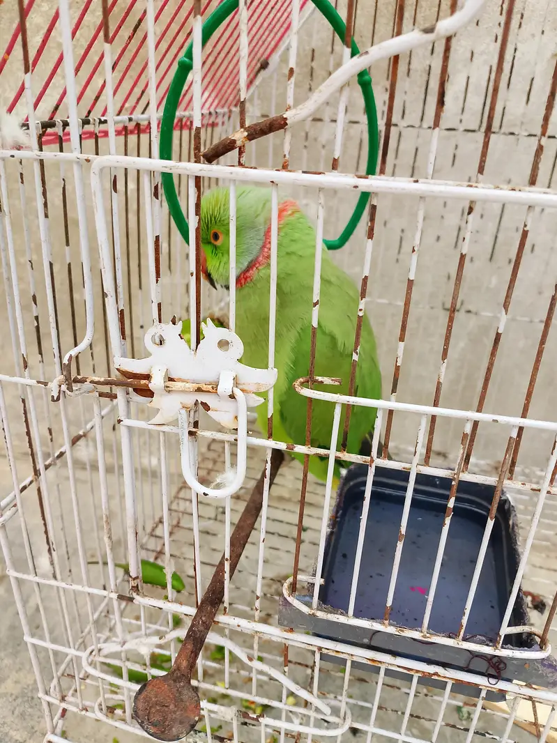 Bolne wala Tota — photo 2