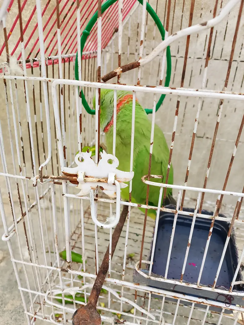 Bolne wala Tota — photo 3