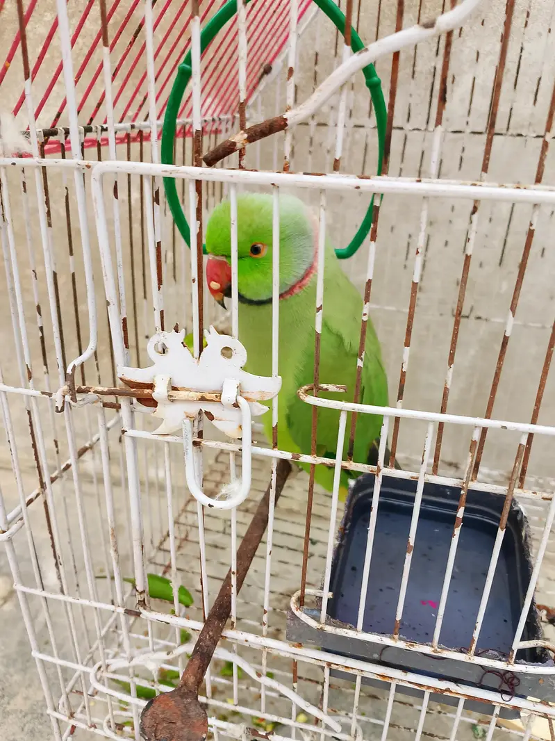 Bolne wala Tota — photo 4