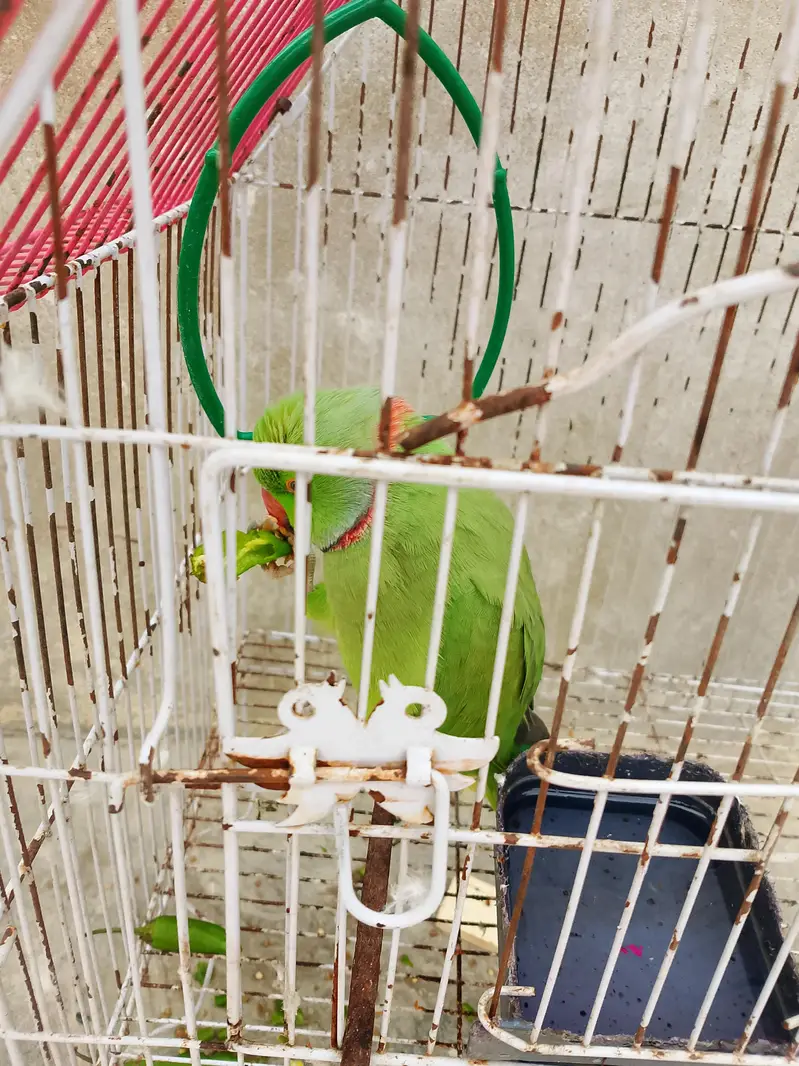 Bolne wala Tota — photo 5