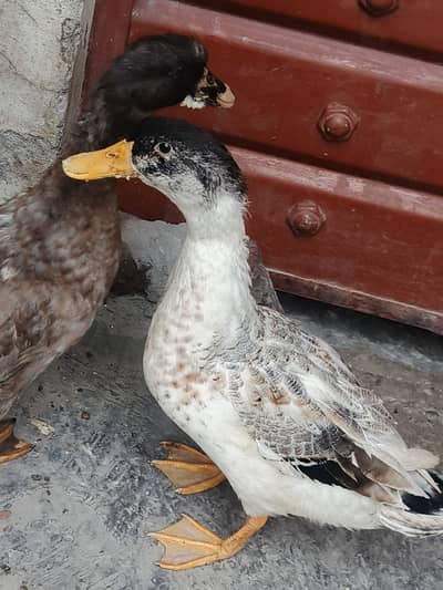 Ducks