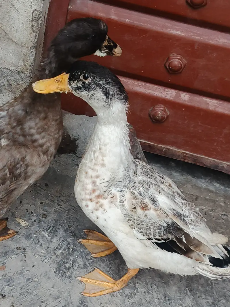 Ducks