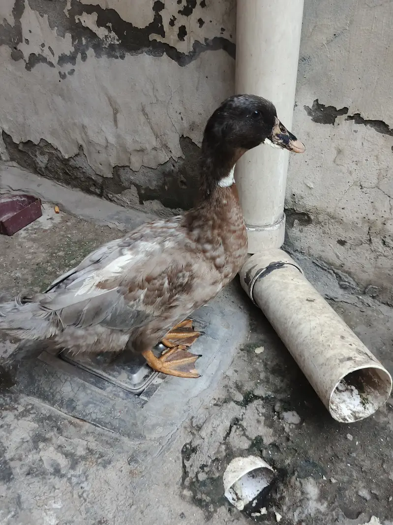 Ducks — photo 2