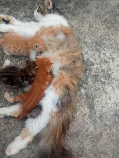 cat for selling