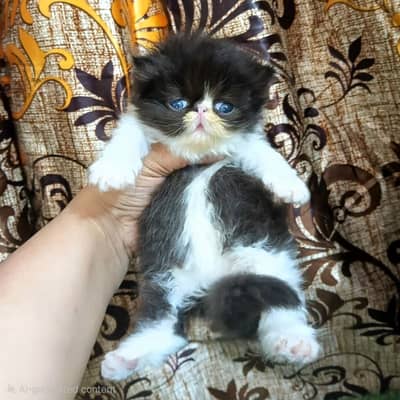 CFA bloodline female kitten | peke male kittens | PIKI kitten| sale