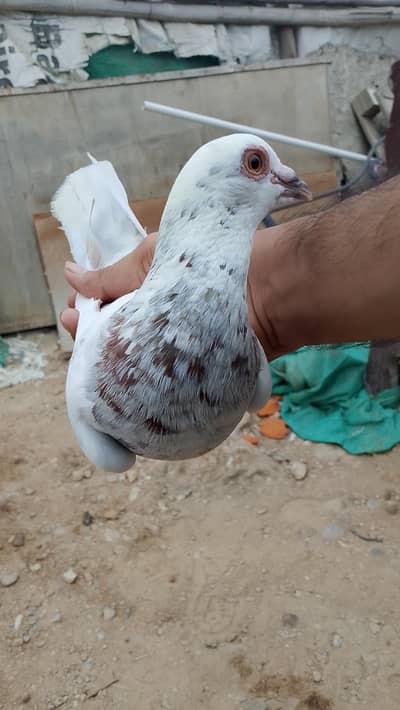 gola kabotar