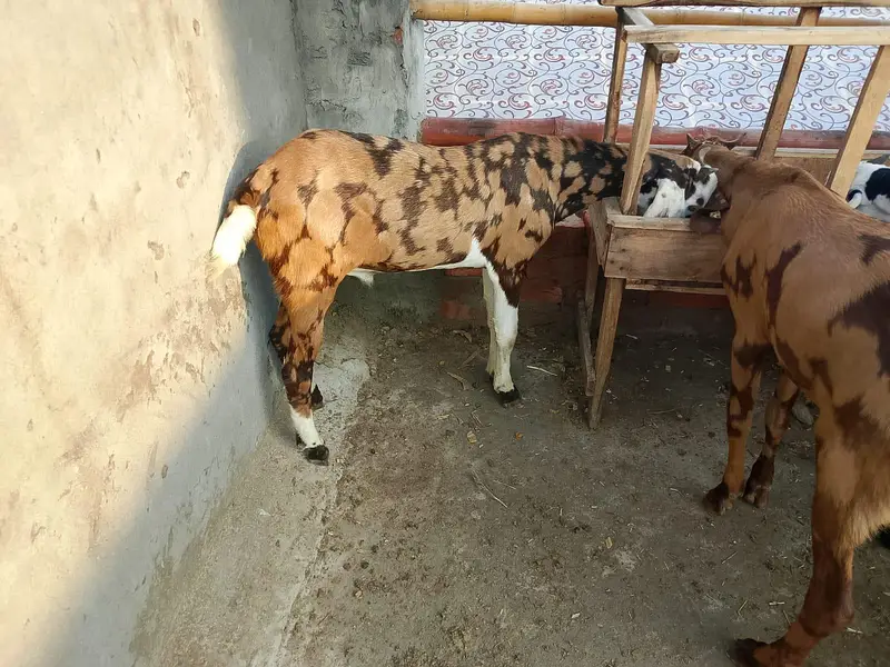 Shera Print aur ablak bachy — photo 2