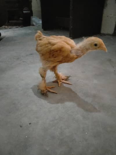 Golden havi buff for sale