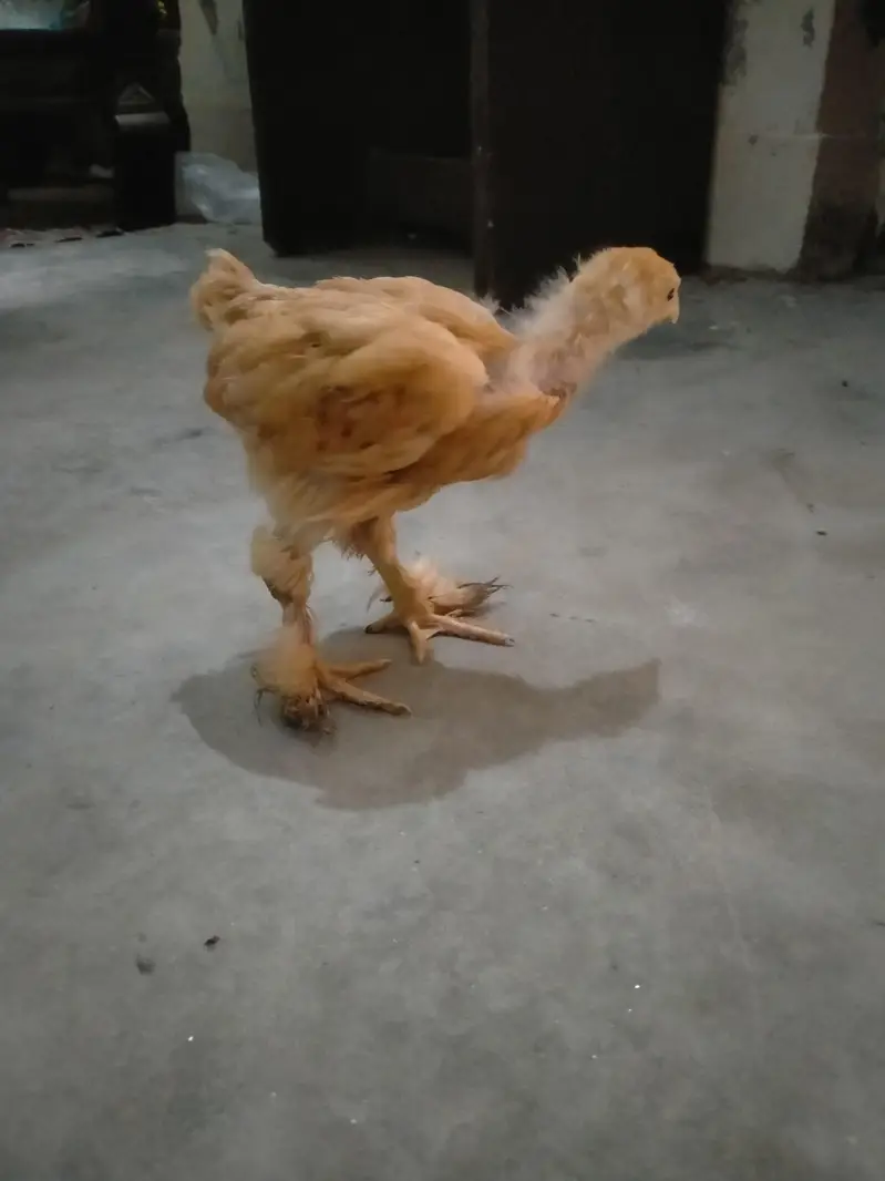 Golden havi buff for sale — photo 2