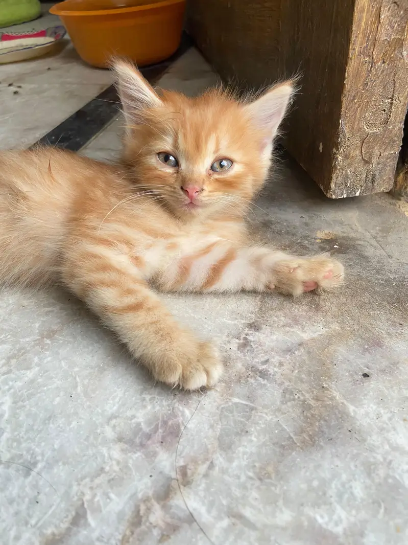 Persian Kittens — photo 2