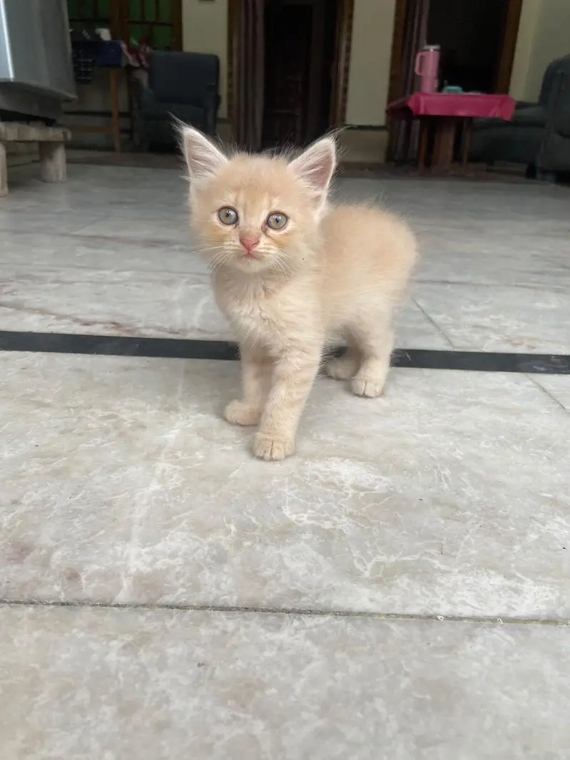 Persian Kittens — photo 3
