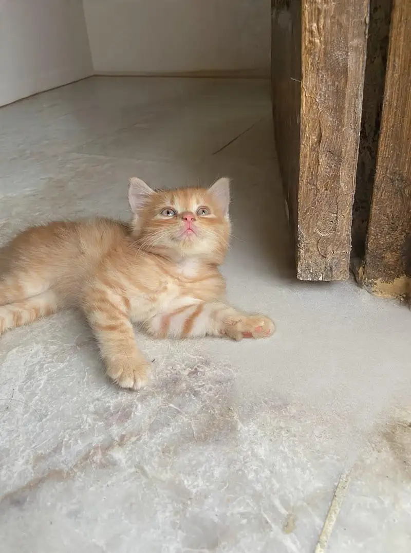 Persian Kittens — photo 4