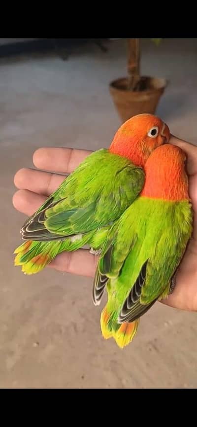 parrots