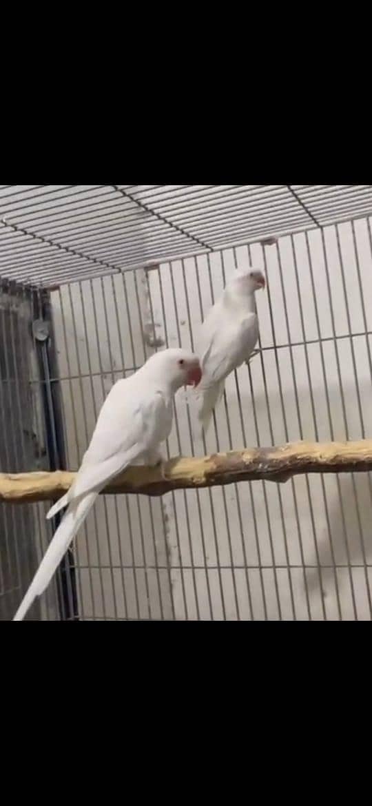 parrots 1