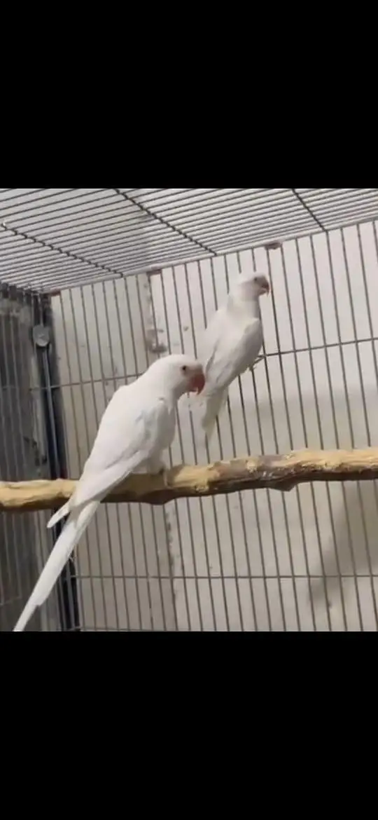 parrots — photo 2