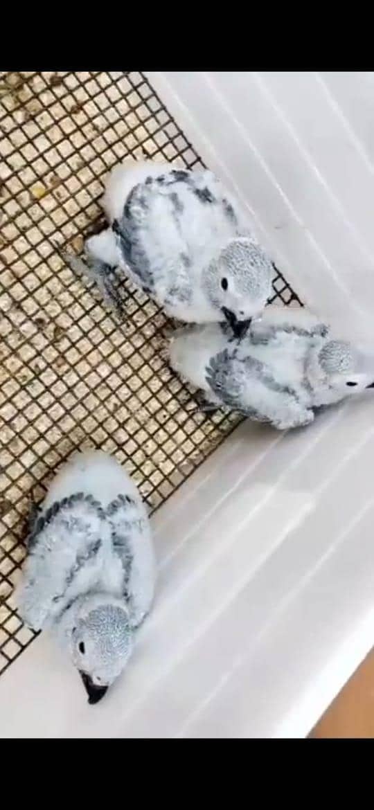 parrots 2