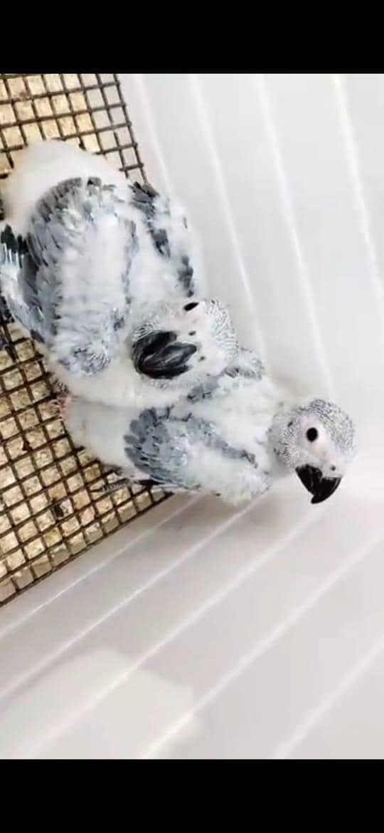 parrots 3