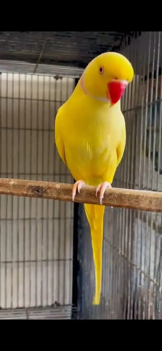 parrots — photo 5