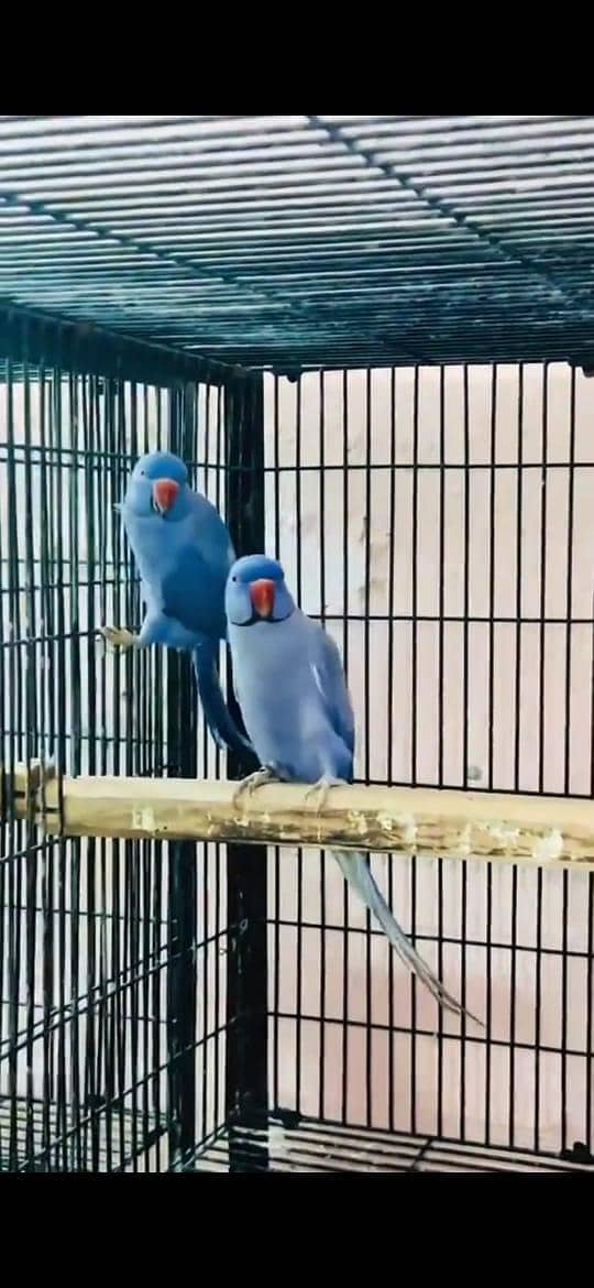 parrots 5