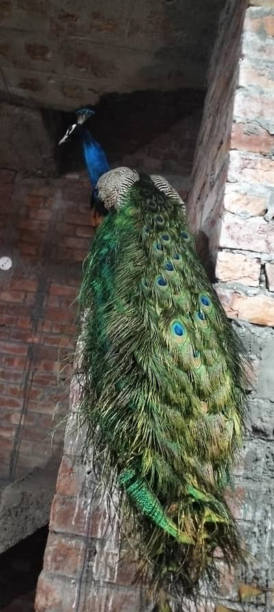 beautiful Peacock for sale