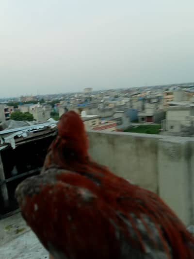 Aseel for sale