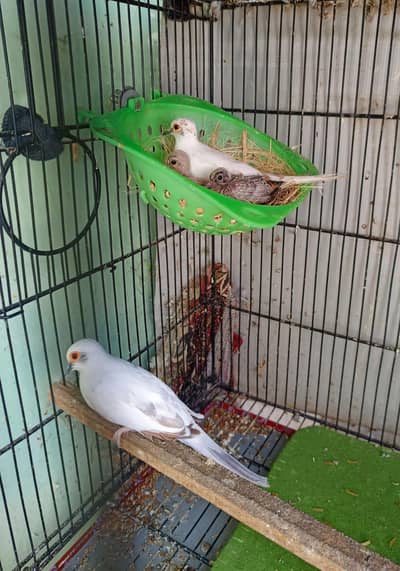 Red and Blue pied dove