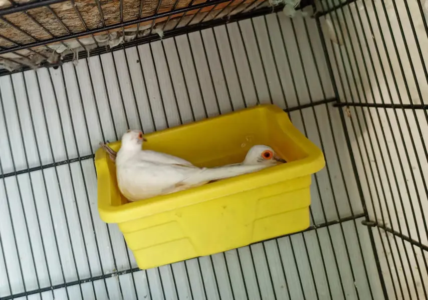 Red and Blue pied dove — photo 2
