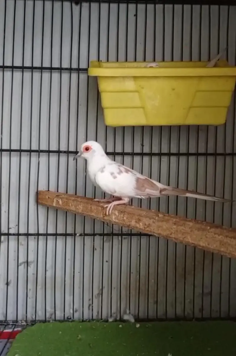 Red and Blue pied dove — photo 3