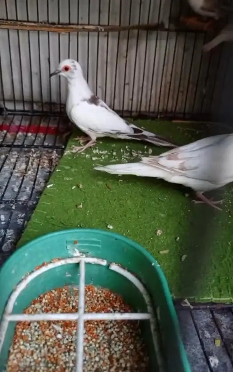 Red and Blue pied dove — photo 4