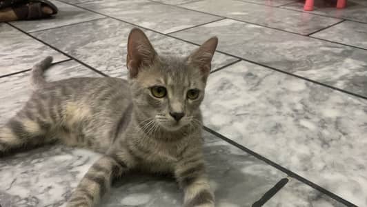 5 months single coated gray persian cat